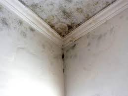 Environmental Consulting for Mold Prevention in Edgerton, MN